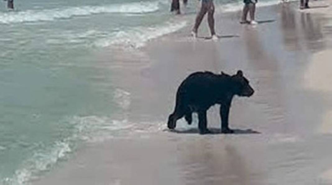 Denizden çıkan garip canlıyı gören herkes panikle kaçışmaya başladı! O anları izleyenler küçük dilini yuttu 5